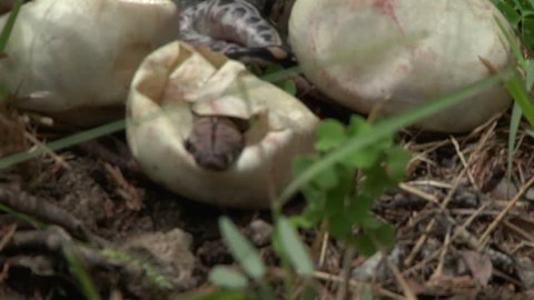 Dead Python Newborns