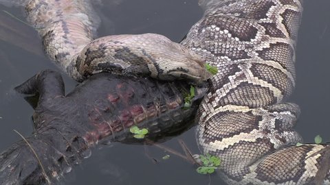 Dead Python and Alligator