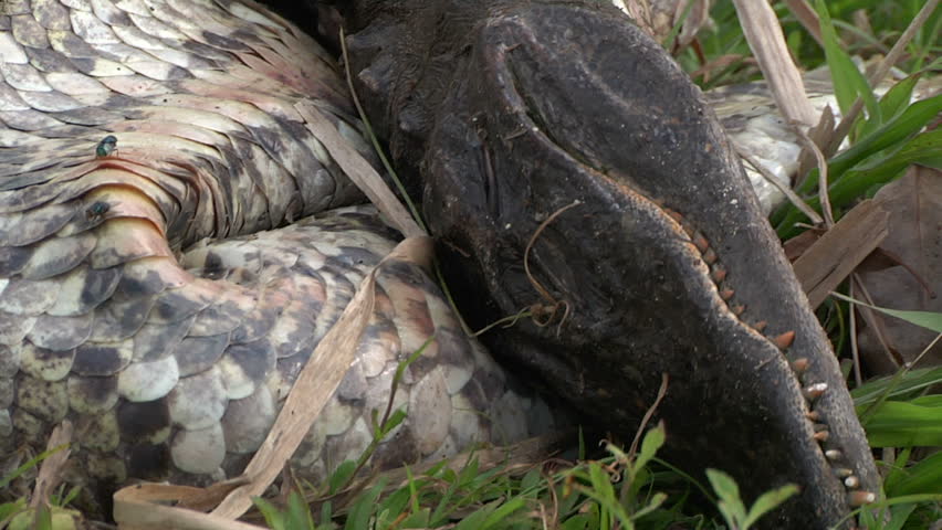 dead python alligator Stock Footage Video (100% Royalty-free) 1384414 ...