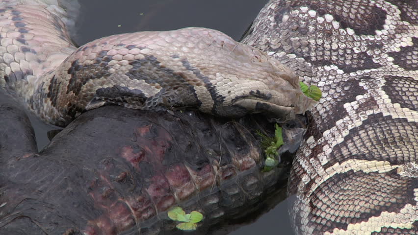 Dead Python Alligator Stock Footage Video (100% Royalty-free) 1384831 ...