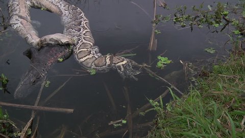 Dead Python Alligator Stock Footage Video (100% Royalty-free) 1384846 ...