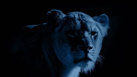Female Lion In The Moonlight