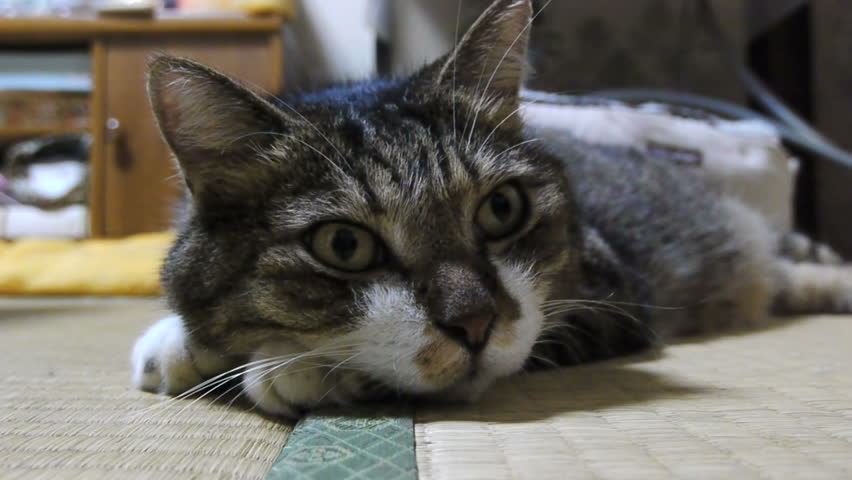 Homeless Shabby Tricolor Cat in」の動画素材（ロイヤリティフリー 