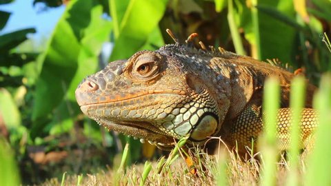 Closeup portrait of an iguana in the grass