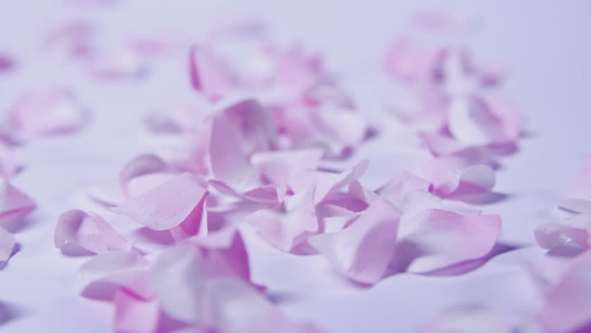 Light Pink Rose Petals Falling Stock Footage Video 100 Royalty Free 13853963 Shutterstock