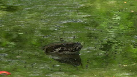Python at Forest Pond