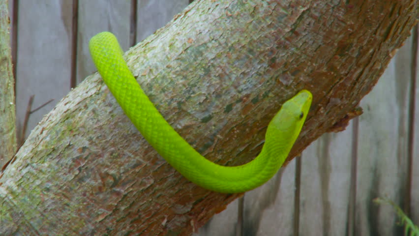 Green Mamba near Everglades