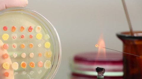 A man incinerates instrument and works with bacterial cultures in petri plate.   Lockdown. Close up.
