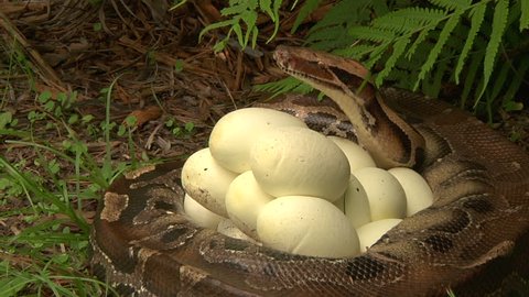 Python Hatching Eggs