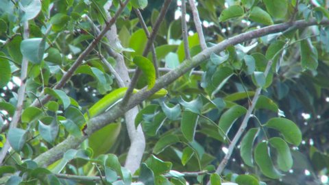 Green Mamba near Everglades