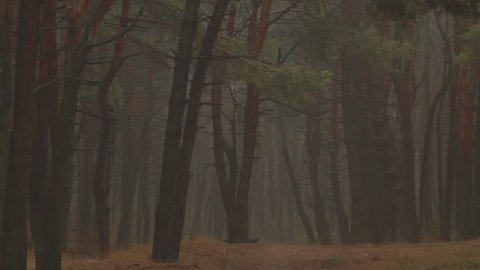 Autumn pine forest in the fog. No people. Camera panoramic.  