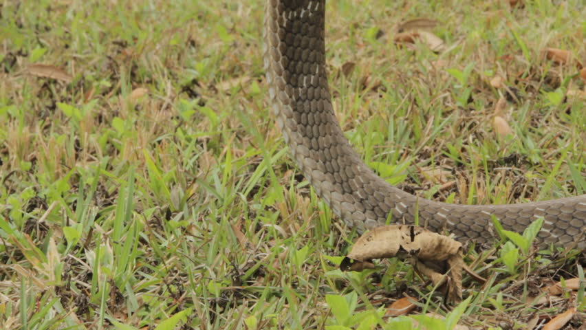 king cobra alert angry Stock Footage Video (100% Royalty-free) 1387246 ...