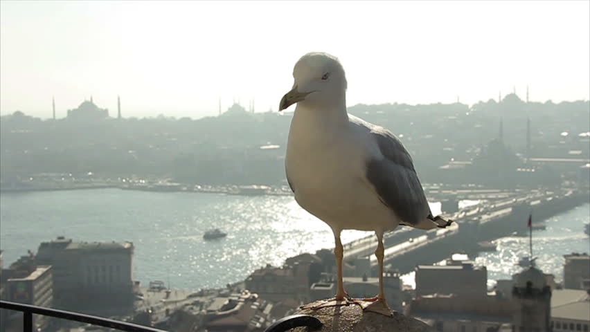 Seagull 