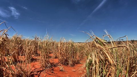 A timelapse in the dry, red Australian soil of harvesters working the distant fields