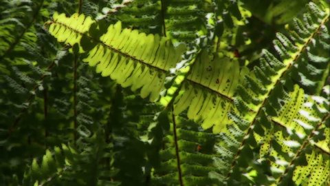 Sunlight dazzles fern leaves.