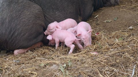 Piglets trying to grasp teats from teats of a black sow with dense hair lying down on the ground ( close up )