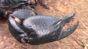 Detailed video of big black scorpion, moving dangerous invertebrate on the ground, Thailand