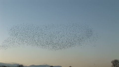 Beautiful sight as birds dance and perform ballet in sky. Many thousands in migration to the United Kingdom.
