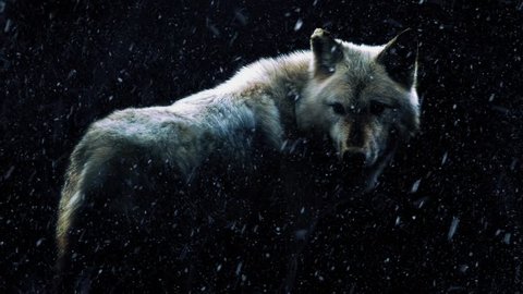 Wolf In Dark Forest With Snow Falling