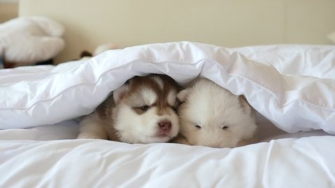 Two siberian husky puppies sleeping on white bed under white blanket