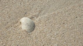 4K Close-up View of Sea Shell on Tropical Beach with Sea Waves. 4K Ultra HD 3840x2160 Video Clip