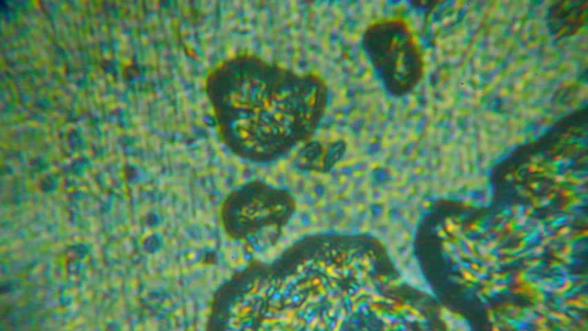 mushroom spore microscope