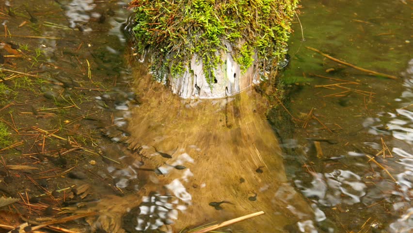 Tadpoles