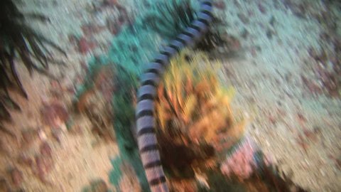Banded sea snake Laticauda colubrina on a healthy coral reef in  Philippines