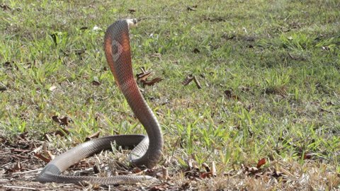 Monocle Cobra in Everglades