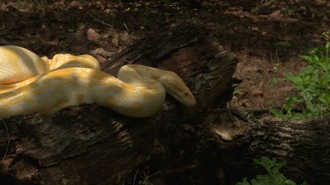 Albino Python in Orchard