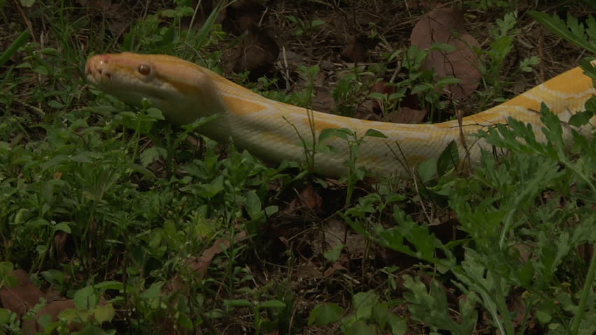 Albino Burmese Python slithering image - Free stock photo - Public ...