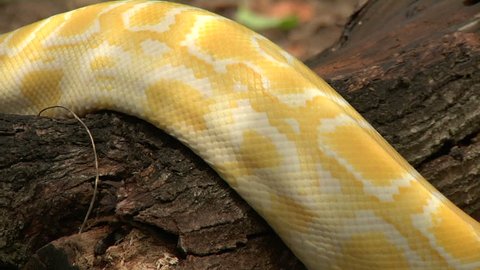 Albino Python in Orchard
