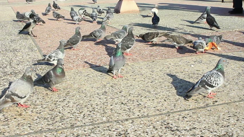Pigeons feeding itself on a street pavement 