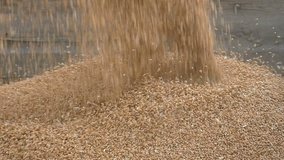 Wheat harvest, closeup of crop pouring to tractor trailer, slow motion HD footage