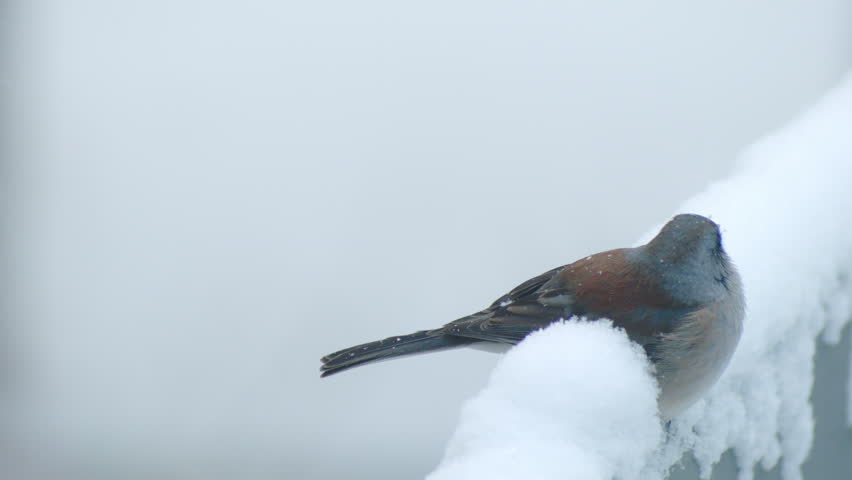 This is a shot of a Dark-eyed Junco Sitting in the snow in Colorado. Shot on a BMCC