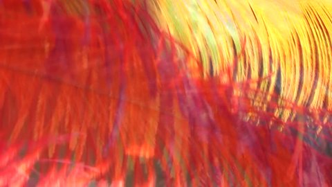 Close up of feather background camera panning and wind blowing on red and purple color.