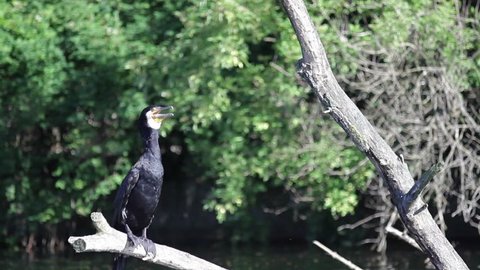 Cormorant bird waits on branch at the lake, close up, side shot