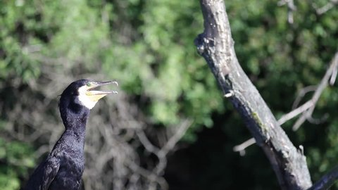 Cormorant bird waits on branch at the lake, lens flare, close up