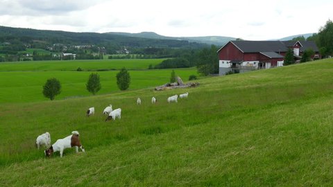 goat and sheep herd view at norwegian countryside village, norway