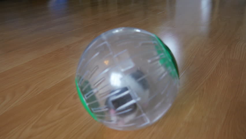 hamster ball pets at home