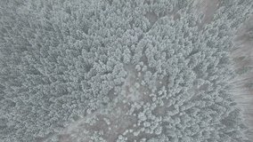 flight over the pine forest in the fog in winter 01