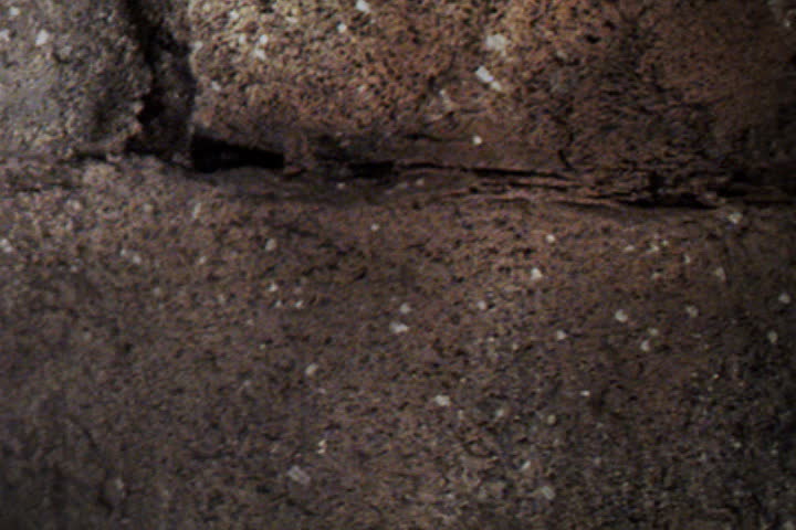 skull of an animal on a stone wall
