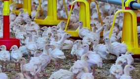 Many cubs of turkeys birds in the hangar of a large farm, Farm of Turkeys Birds, Video clip