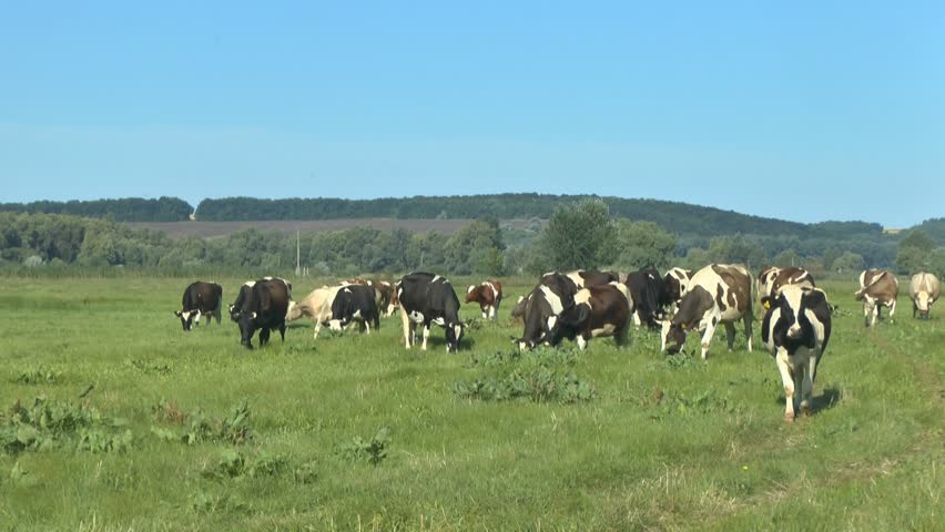 Cows grazing in fresh pastures | Shutterstock HD Video #13919477
