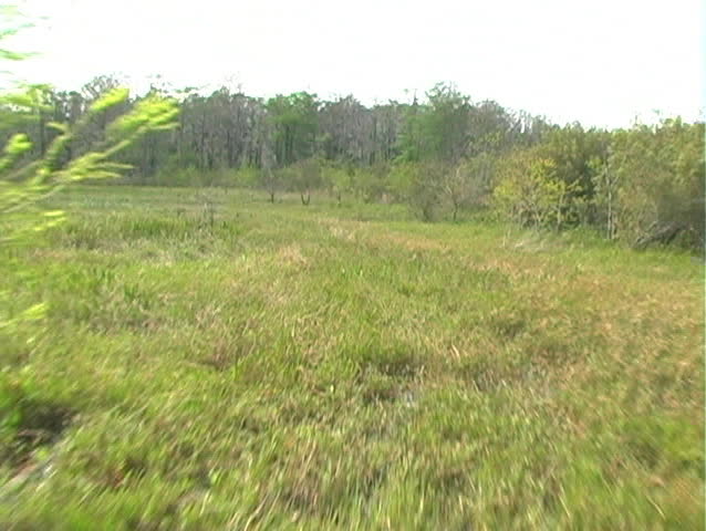 West Lake Tohopekaliga ("Lake Toho") in Kissimmee, Florida, the northernmost part of the Florida everglades .