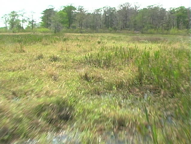 West Lake Tohopekaliga ("Lake Toho") in Kissimmee, Florida, the northernmost part of the Florida everglades .