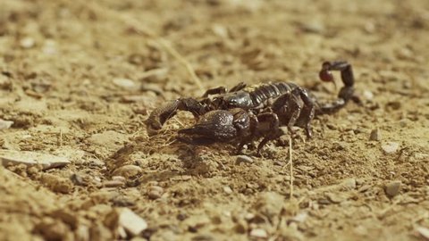 Scorpion running on ground, desert. Asian Black scorpion close up view . Shot on RED EPIC DRAGON Digital Cinema Camera with Ultra Prime Lenses.