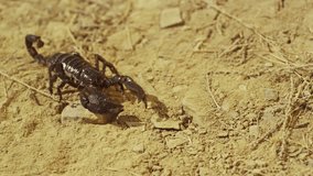 Scorpion running on ground, desert. Shot on RED EPIC DRAGON Digital Cinema Camera with Ultra Prime Lenses.