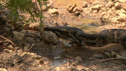 Python Eats Rat in Swamp