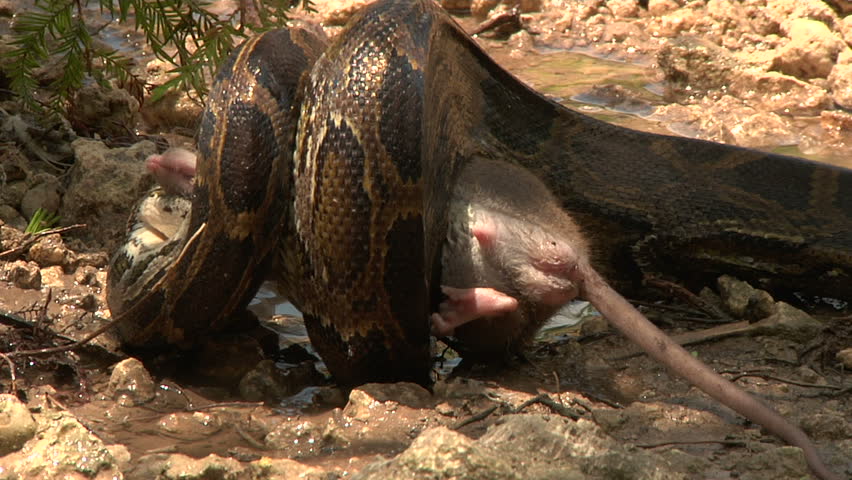 PYTHON-EATS-RAT Footage, Videos and Clips in HD and 4K - Avopix.com